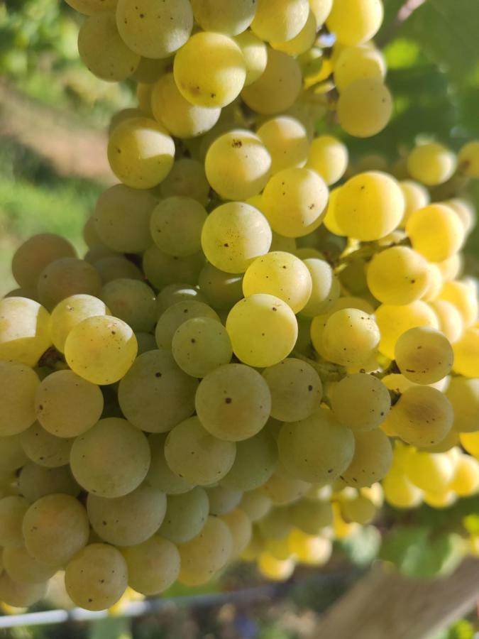 Quinta Santa Lucrecia Βίλα Μπράγκα Εξωτερικό φωτογραφία